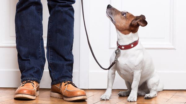 dog waits for walk with owner dog waits for walk with owner